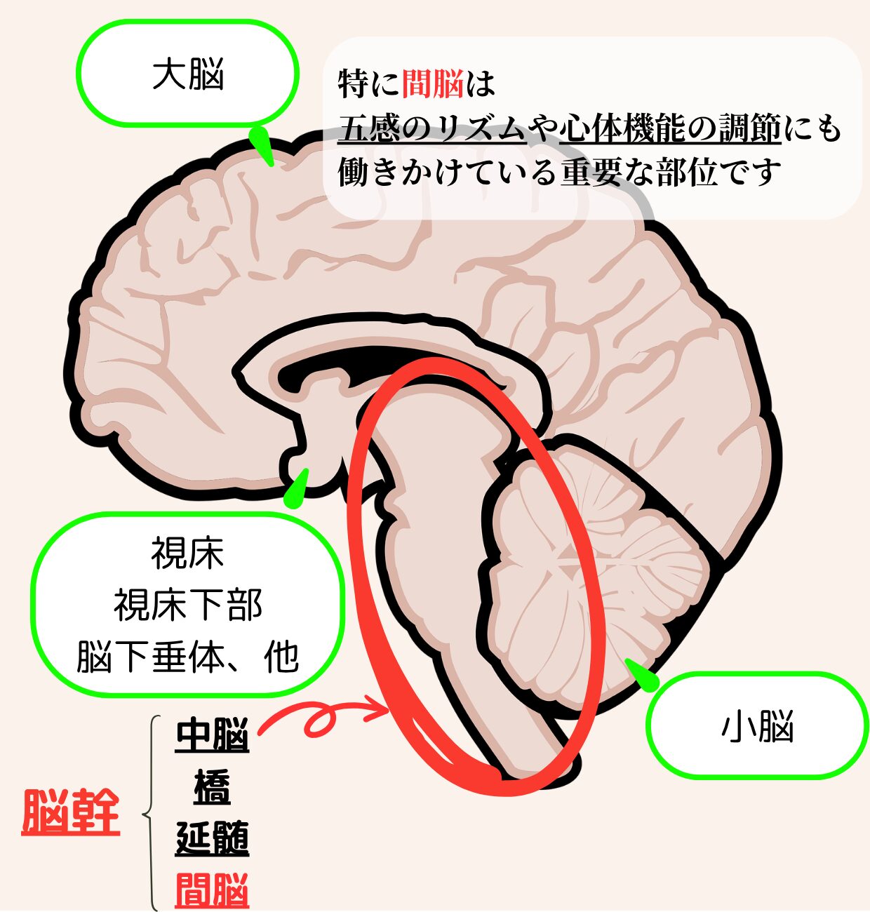 脳幹の構造と間脳の役割